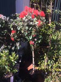 New Zealand Christmas Tree Gala (Metrosideros excelsa) - Ladybird Nursery
