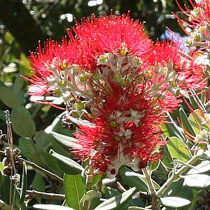 New Zealand Christmas Tree Gala (Metrosideros excelsa)