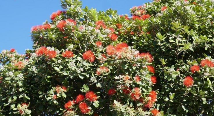 New Zealand Christmas Tree Gala (Metrosideros excelsa)