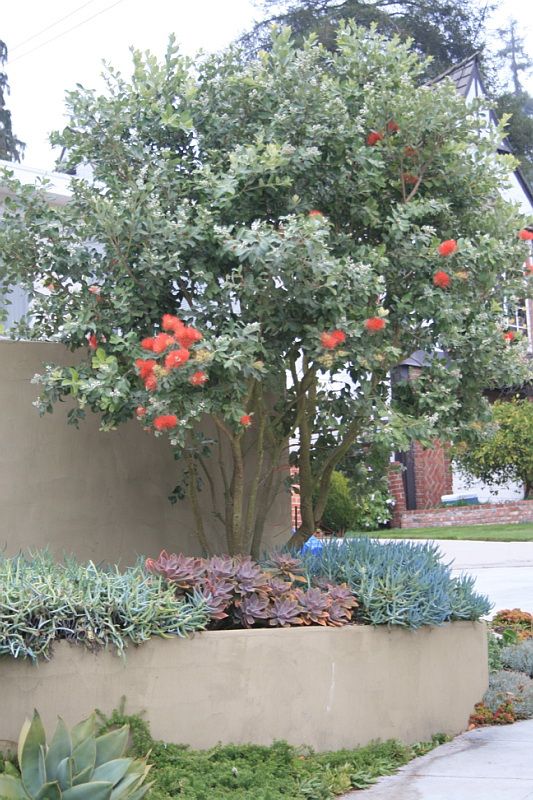 New Zealand Christmas Tree Gala (Metrosideros excelsa) - Ladybird Nursery