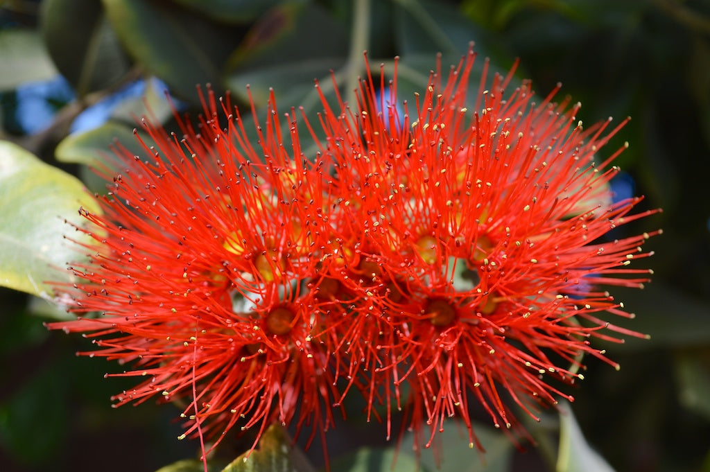 New Zealand Christmas Tree Gala (Metrosideros excelsa)