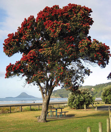 New Zealand Christmas Tree (Metrosideros excelsa)
