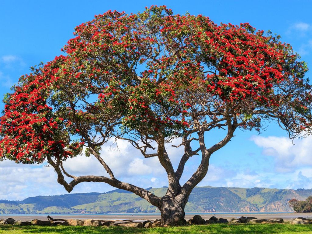 New Zealand Christmas Tree (Metrosideros excelsa) - Ladybird Nursery