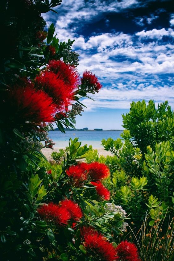 New Zealand Christmas Tree (Metrosideros excelsa)