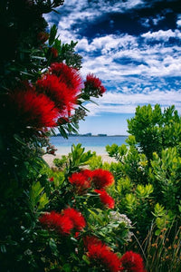 New Zealand Christmas Tree (Metrosideros excelsa)