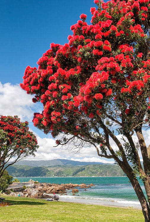 New Zealand Christmas Tree (Metrosideros excelsa)