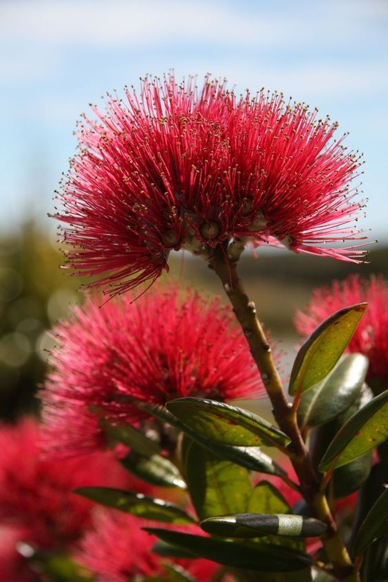New Zealand Christmas Tree (Metrosideros excelsa) - Ladybird Nursery