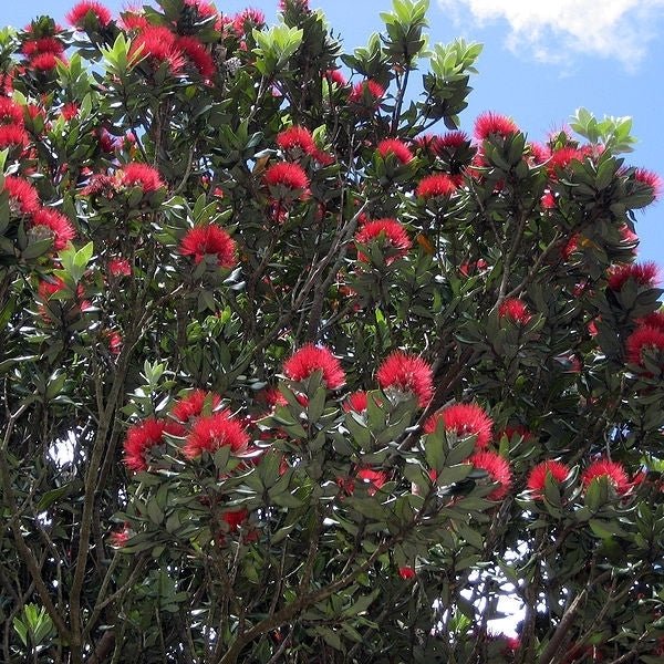 New Zealand Christmas Tree variegata (Metrosideros excelsa) - Ladybird Nursery