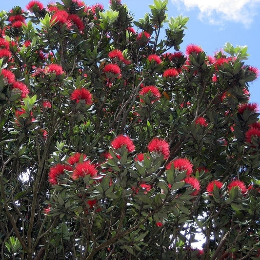New Zealand Christmas Tree variegata (Metrosideros excelsa)