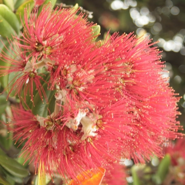 New Zealand Christmas Tree variegata (Metrosideros excelsa)