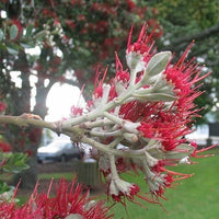 New Zealand Christmas Tree variegata (Metrosideros excelsa) - Ladybird Nursery