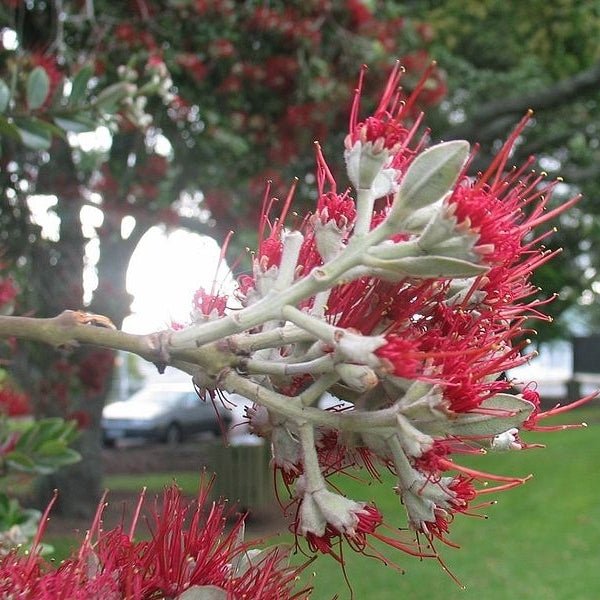 New Zealand Christmas Tree variegata (Metrosideros excelsa) - Ladybird Nursery