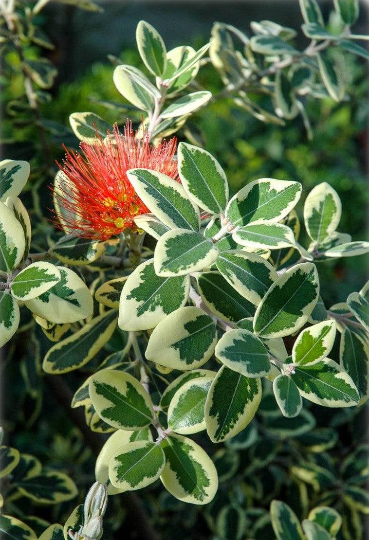 New Zealand Christmas Tree variegata (Metrosideros excelsa)