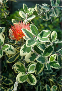 New Zealand Christmas Tree variegata (Metrosideros excelsa)