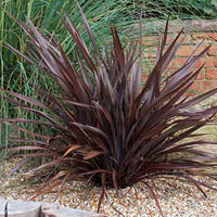 New Zealand Flax Bronze Baby Tissue Culture (Phormium) - Ladybird Nursery