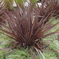 New Zealand Flax Bronze Baby Tissue Culture (Phormium) - Ladybird Nursery
