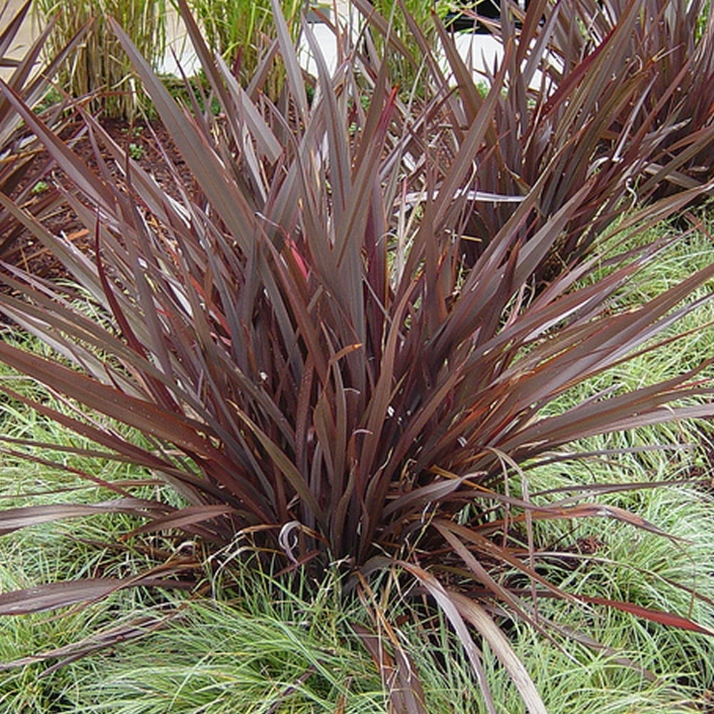 New Zealand Flax Bronze Baby Tissue Culture (Phormium) - Ladybird Nursery