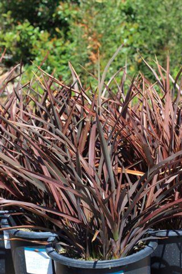 New Zealand Flax Bronze Baby Tissue Culture (Phormium) - Ladybird Nursery