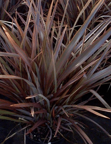 New Zealand Flax Bronze Baby Tissue Culture (Phormium)
