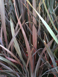 New Zealand Flax Bronze Warrior Tissue Culture (Phormium)