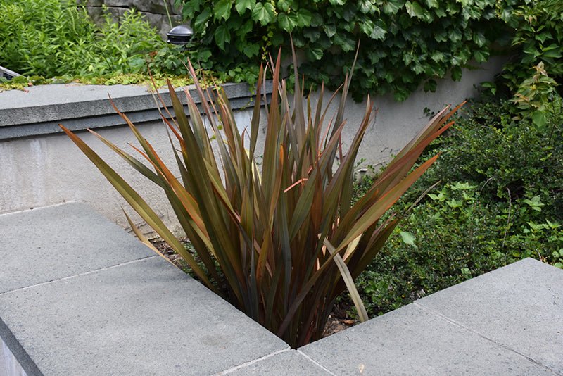 New Zealand Flax Bronze Warrior Tissue Culture (Phormium) - Ladybird Nursery