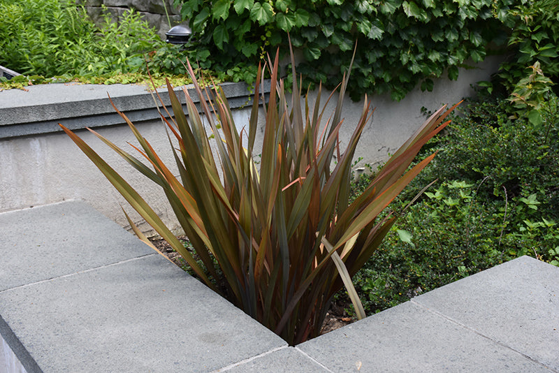 New Zealand Flax Bronze Warrior Tissue Culture (Phormium)