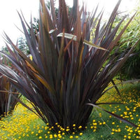 New Zealand Flax Bronze Warrior Tissue Culture (Phormium) - Ladybird Nursery