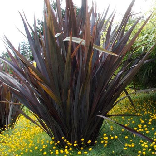 New Zealand Flax Bronze Warrior Tissue Culture (Phormium) - Ladybird Nursery