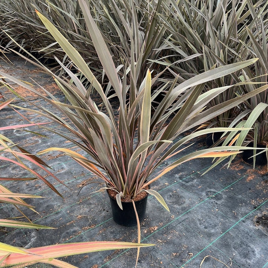 New Zealand Flax Chocolate Stripe (Phormium)