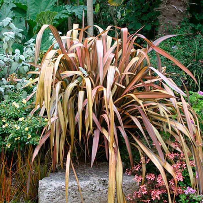 New Zealand Flax Chocolate Stripe (Phormium)