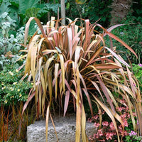 New Zealand Flax Chocolate Stripe (Phormium) - Ladybird Nursery