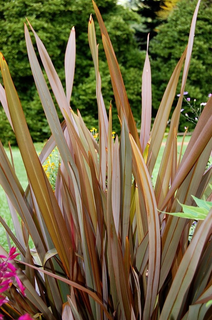 New Zealand Flax Chocolate Stripe (Phormium) - Ladybird Nursery