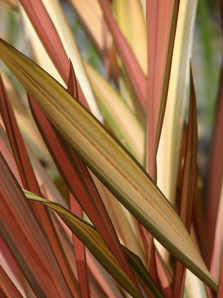 New Zealand Flax Chocolate Stripe (Phormium)