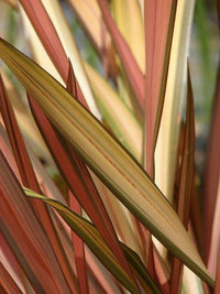 New Zealand Flax Chocolate Stripe (Phormium)