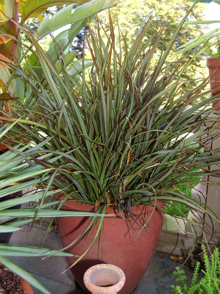 New Zealand Flax Chocolate Stripe (Phormium)