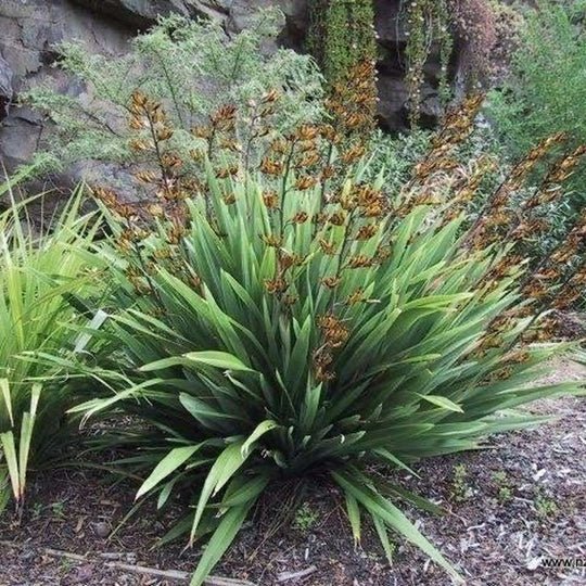 New Zealand Flax Dwarf Green (Phormium cookianum) - Ladybird Nursery
