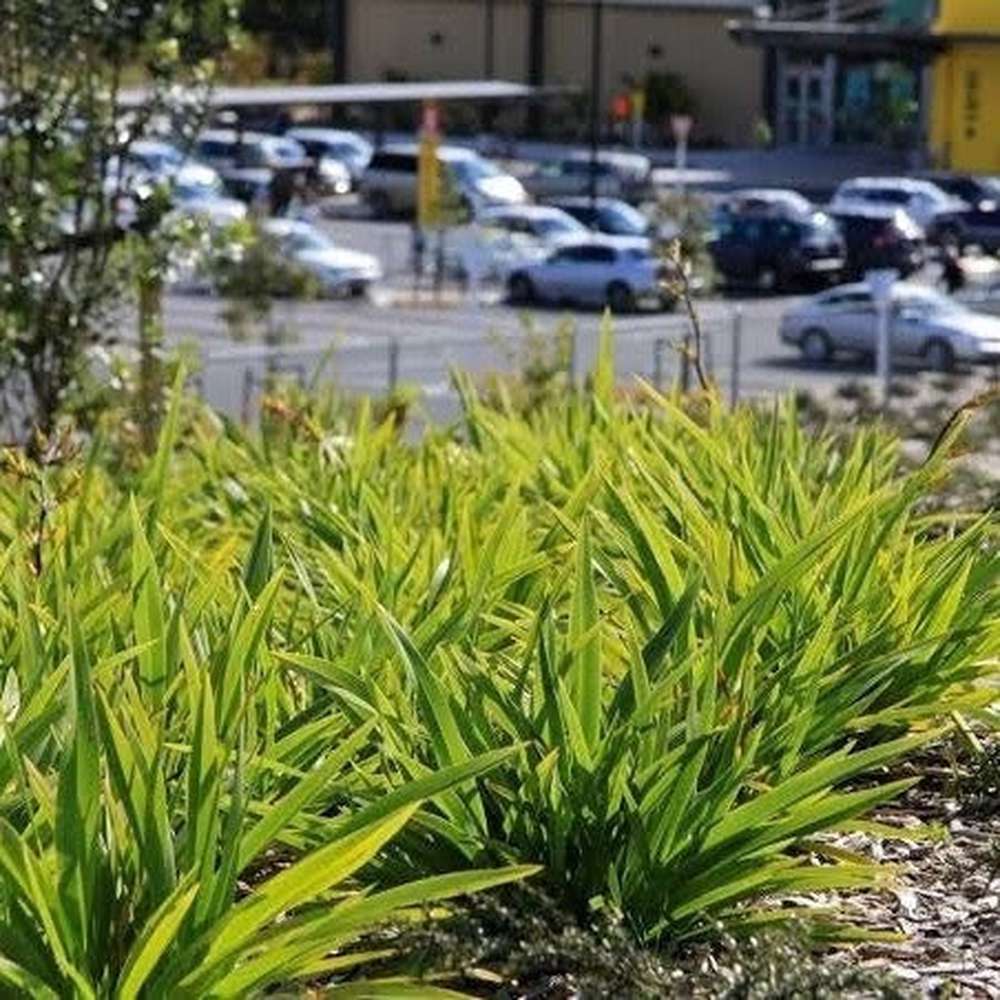New Zealand Flax Dwarf Green (Phormium cookianum)