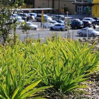 New Zealand Flax Dwarf Green (Phormium cookianum) - Ladybird Nursery