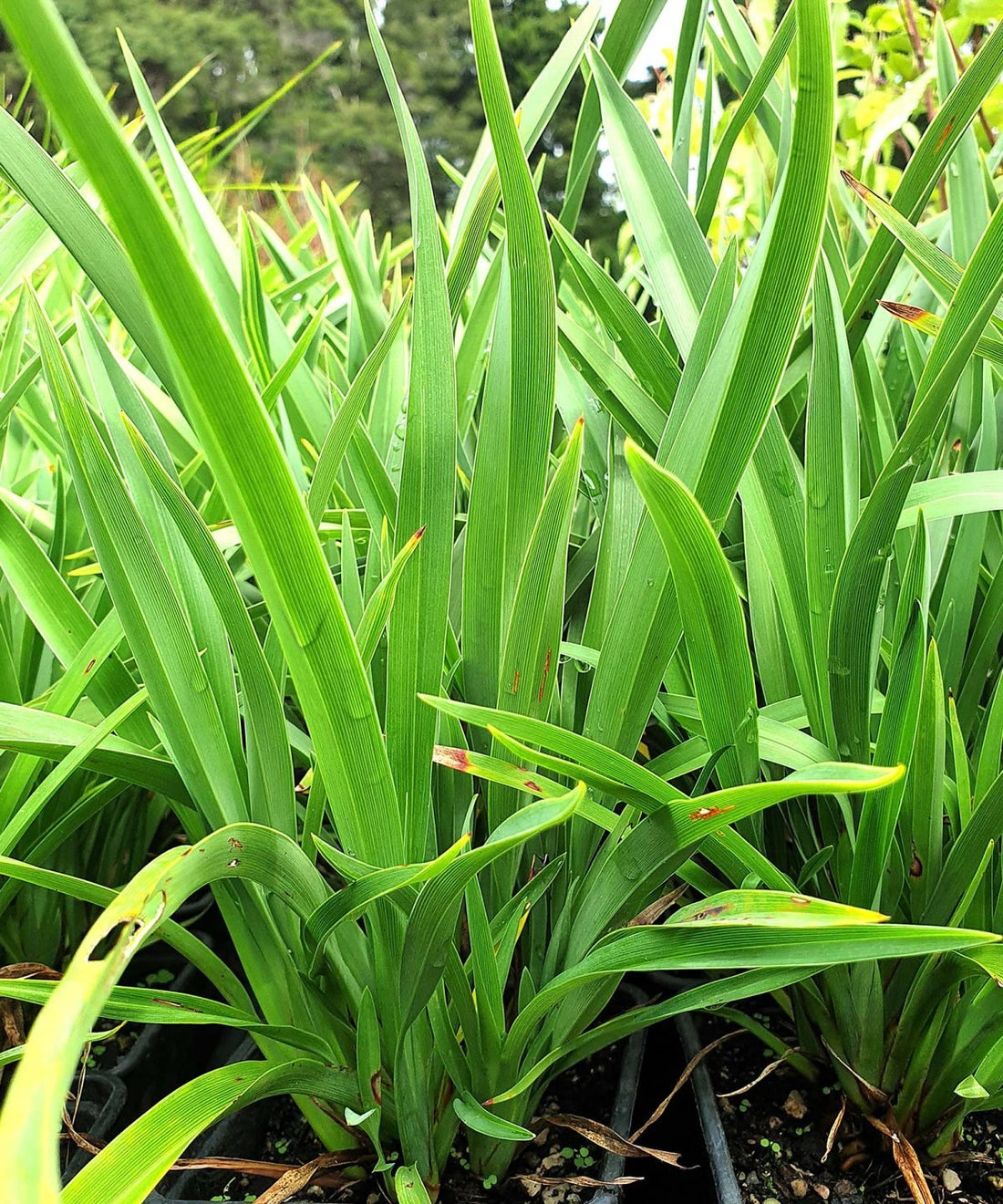 New Zealand Flax Dwarf Green (Phormium cookianum) - Ladybird Nursery