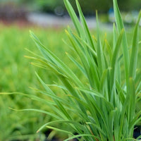 New Zealand Flax Dwarf Green (Phormium cookianum)