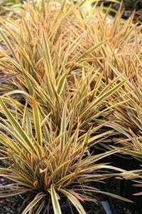 New Zealand Flax Golden Ray (Phormium)