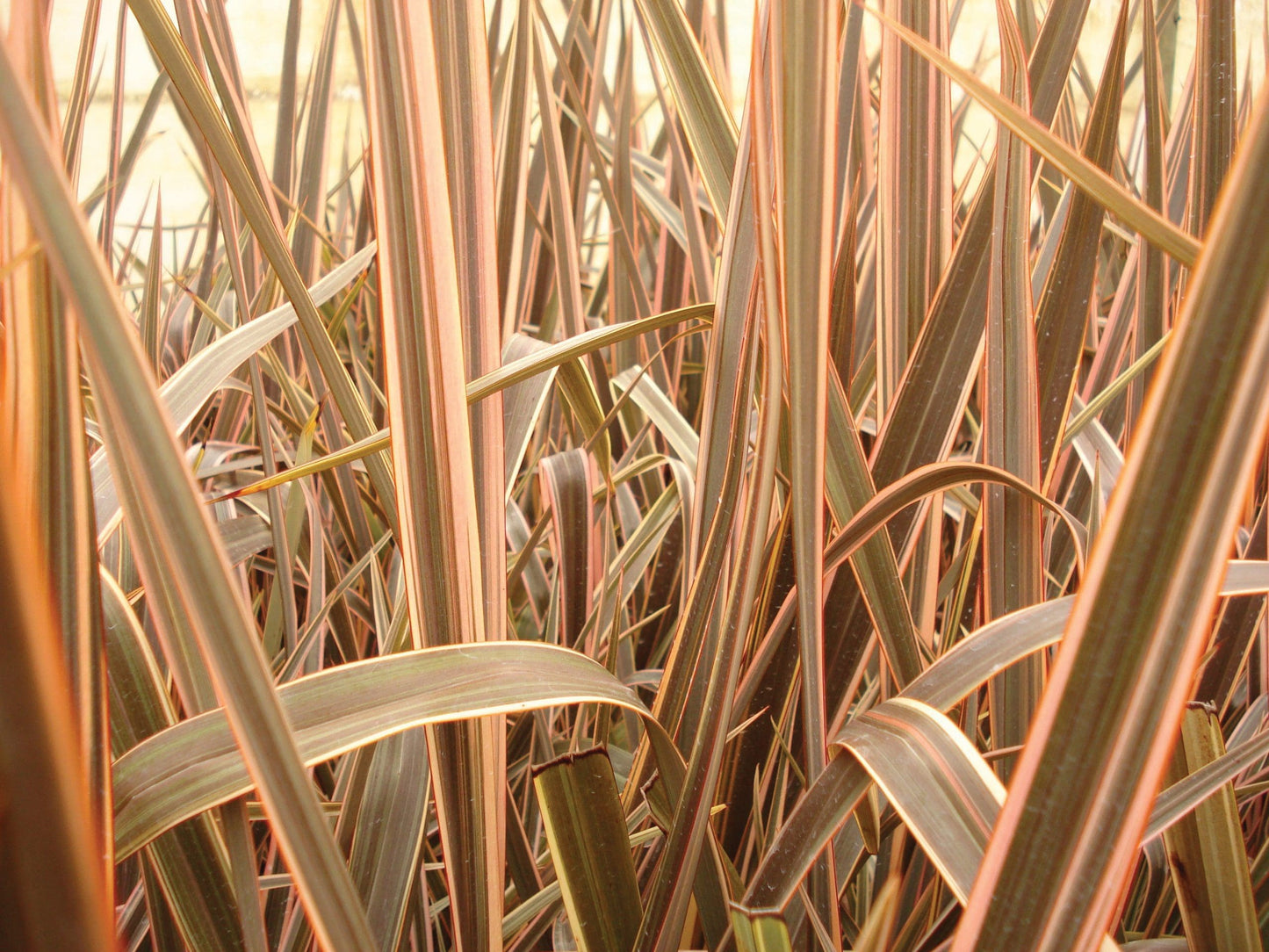 New Zealand Flax Golden Ray (Phormium)