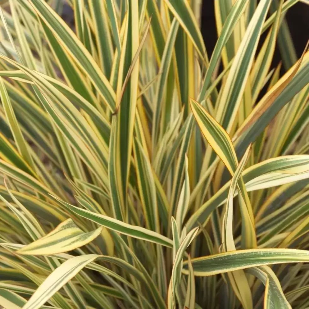 New Zealand Flax Golden Ray (Phormium) - Ladybird Nursery