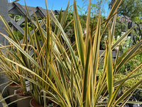 New Zealand Flax Golden Ray (Phormium) - Ladybird Nursery