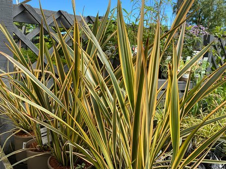 New Zealand Flax Golden Ray (Phormium) - Ladybird Nursery