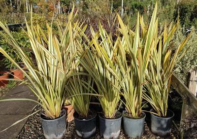 New Zealand Flax Golden Ray (Phormium) - Ladybird Nursery
