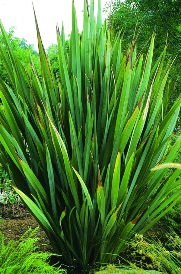 New Zealand Flax Green (Phormium tenax) - Ladybird Nursery