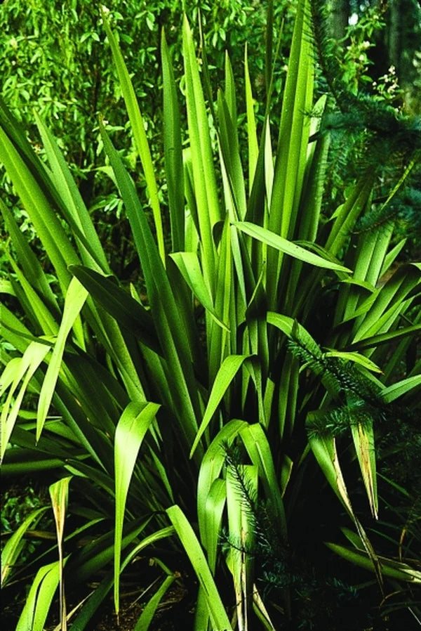 New Zealand Flax Green (Phormium tenax)