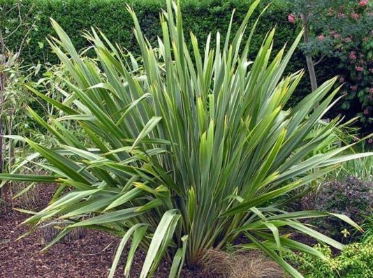 New Zealand Flax Green (Phormium tenax) - Ladybird Nursery
