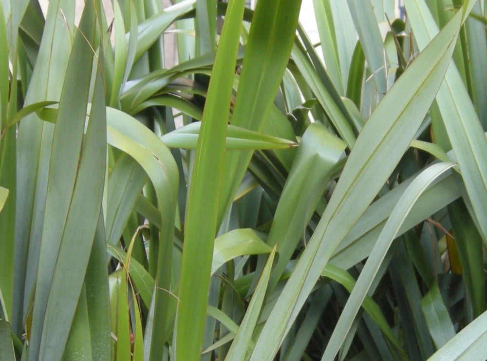 New Zealand Flax Green (Phormium tenax)